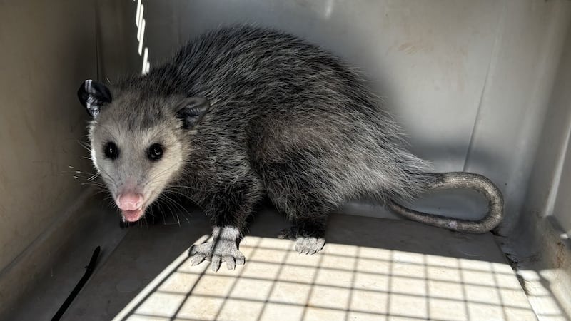 Second opossum in over one month captured in Honolulu