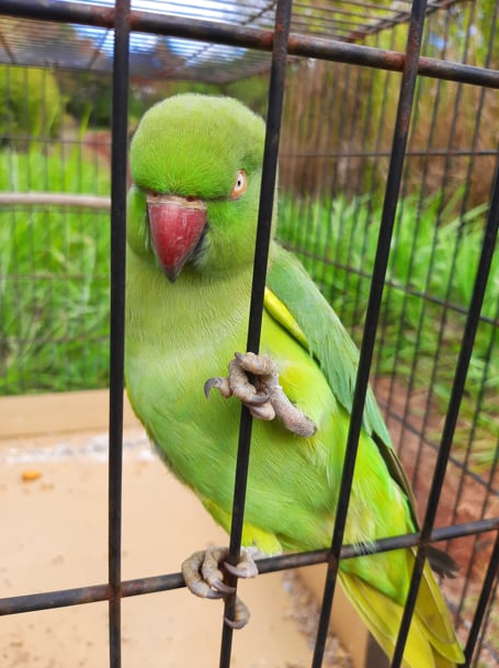 A rose-ringed parakeet was captured in Kihei in July.