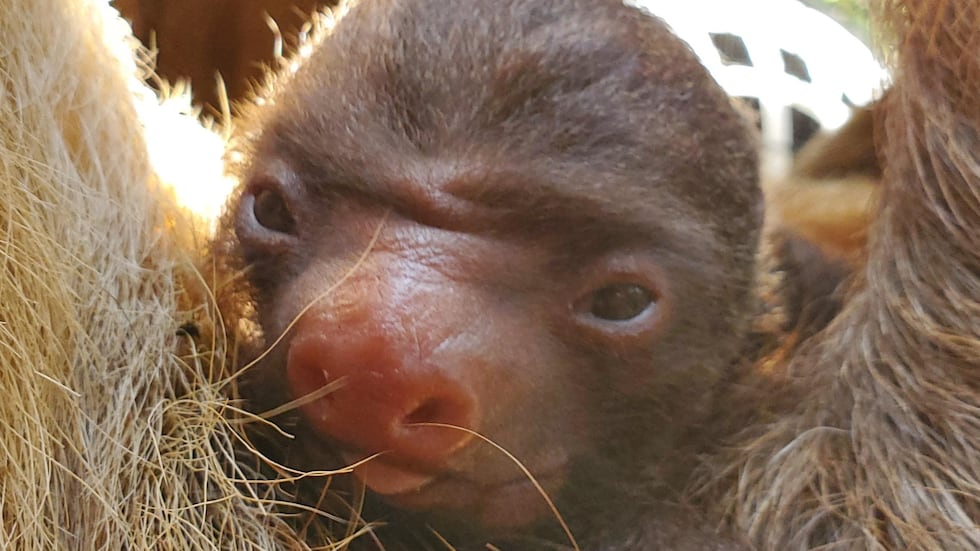 Zoo Atlanta is welcoming a new member of its sloth family.