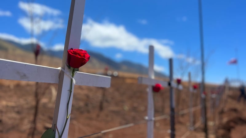 Scores of white crosses line the fence along the Lahaina Bypass. Each one represents a lost...