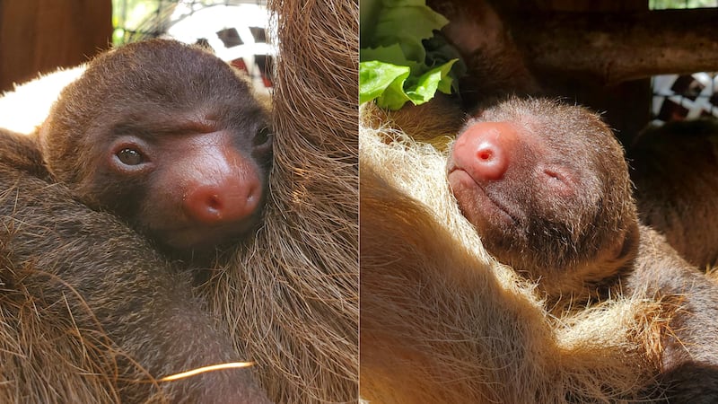 Zoo Atlanta said its two-toed sloth Nutella gave birth to an infant.