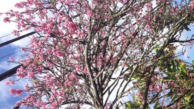 Cherry blossoms bloom a bright pink in Wahiawa.