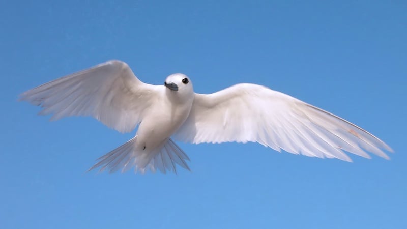 Manuoku Bird Community Art Project