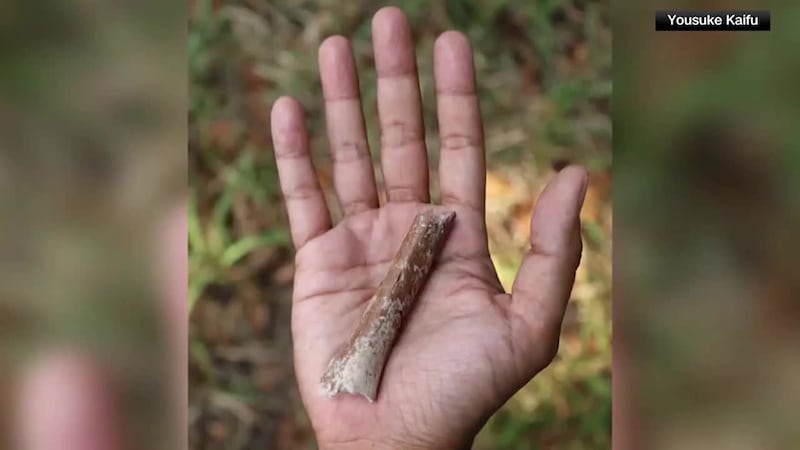 An ancient tiny human species that lived in Indonesia until about 50-thousand years ago is...